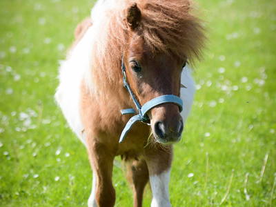 Bild 4 aus  Ferienhof  Wendt