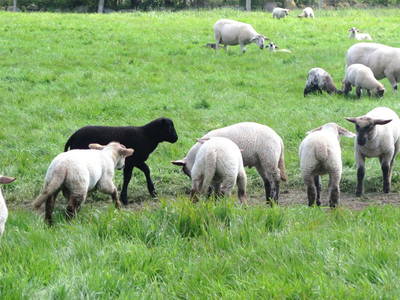 Bild 4 aus  Ferienhof Rudolf Becker Haus Liebevoll