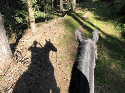 Bild 29 aus  Reitschule Fuchsenhof FN