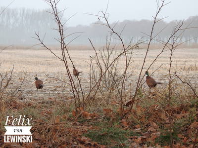 Bild 8 aus  Gut Burghof