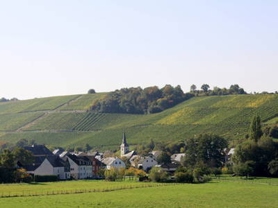 Bild 5 aus  Ferienweingut Becker