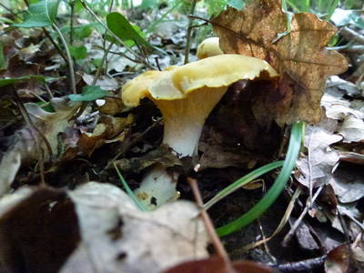 und bei der richtigen Witterung Pilze satt