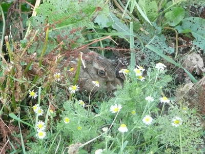 Bild 19 aus  Grenzer Ökohof