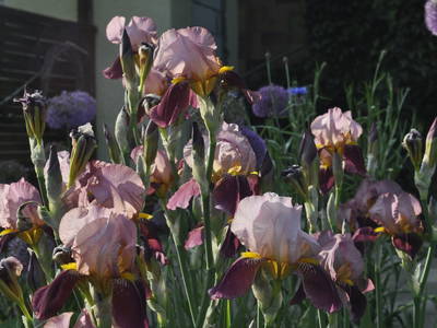 Bild 9 aus  Ferienhof Schaffer