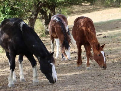 Bild 14 aus  Casa Bivignano