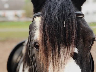 Bild 47 aus  Ferienhof Rauert