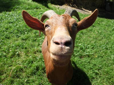 Bild 28 aus  Steinermühle