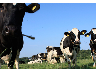 Bild 20 aus  Bauerngut Schiefelbusch