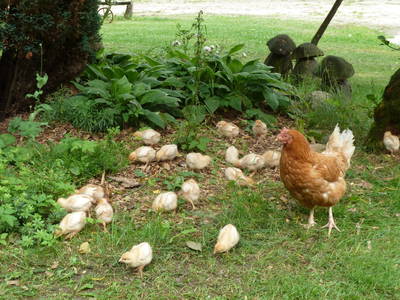 Mama Glucke beim Spaziergang mit ihren Küken
