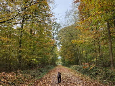 Hund auf dem Waldweg
