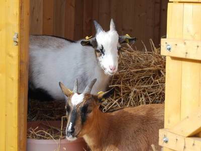 Bild 37 aus  Ahoi Ostsee:  Bauernhof und OstseeUrlaub - Ferienhof Becker in Dahme