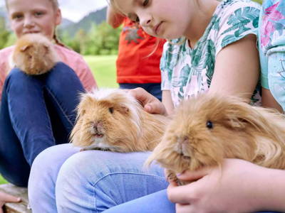 Bild 15 aus  Wiesenhäusl