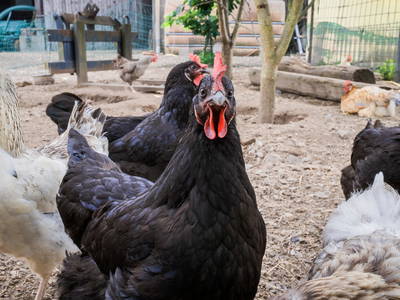 Bild 7 aus  Ferienhof Ritter im Harz