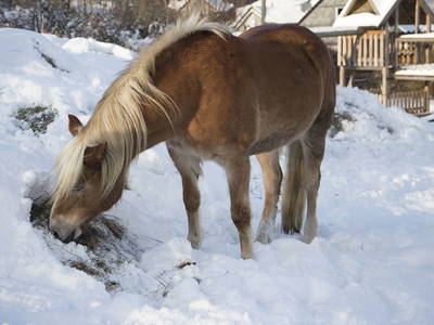 Bild 18 aus  Pony und Ferienhof Gut Habbecke