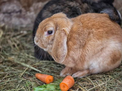 Bild 25 aus  Sotterhof