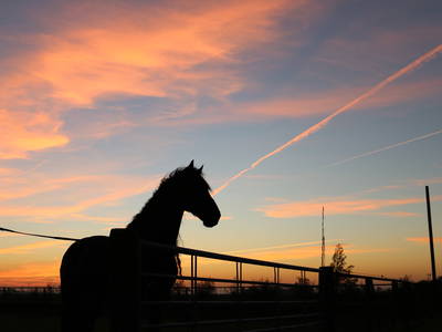 Bild 33 aus  Katrin's Ferienhof