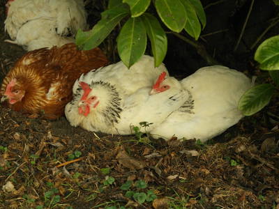 Für frische Eier sorgen wir ...