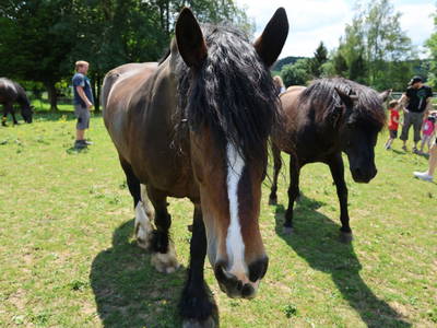 Bild 27 aus  Ferienhof Feinen