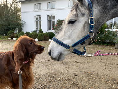 Bild 12 aus  Nübbelhof