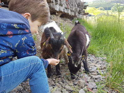 Bild 7 aus  Schellen Hof