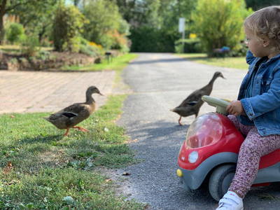 Enten haben Vorfahrt.