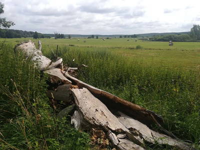 Wiesen im Rambower Moor