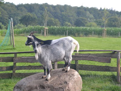 Bild 16 aus  Ferienhof Sell Bauernhofurlaub Ostsee Ponys