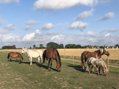 Bild 44 aus  Erlebnis-Bauernhof Kliewe auf der Insel Rügen