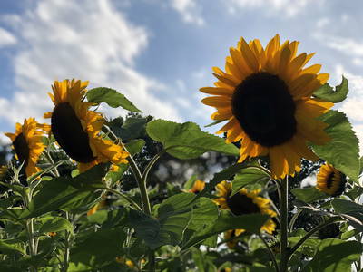 Bild 97 aus  Ostsee Ferienhof Kluvetasch