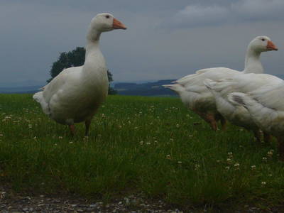 Bild 84 aus  Allgäu Bergferienhof