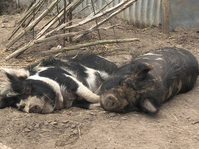 Bild 18 aus  Nordgården- Ferien auf dem Land
