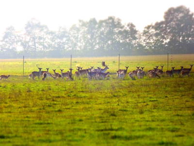 Bild 21 aus  Ferienhof Birnbaum