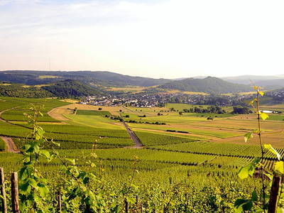 Bild 19 aus  Ferienweingut Willems, Maria Willems