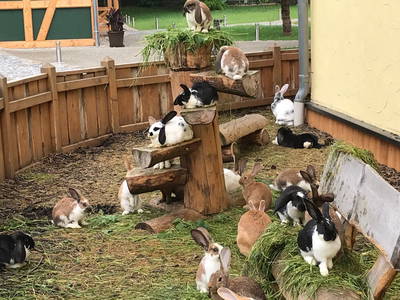 Bild 40 aus  Landkulturhof Glücksbringer