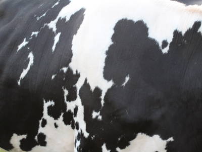 Bild 33 aus  Ferienhof Rickerts