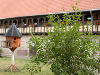 Bild 2 aus  Rittergut Schwanditz