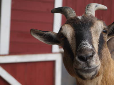 Bild 14 aus  Ferienhof Sporleder