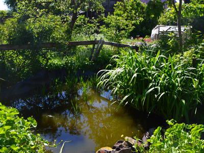 unser kleiner Teich