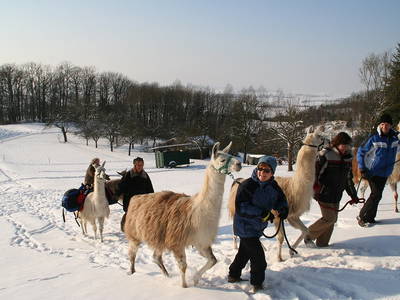 herrlich auch im Winter, eine Tour mit den Haßberglamas der Familie Lettner