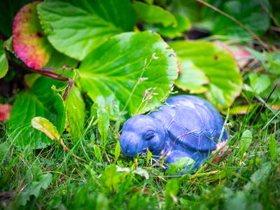 Bild 12 aus  Kunterbunthof – Landurlaub am Künstlerhof in Ostseenähe