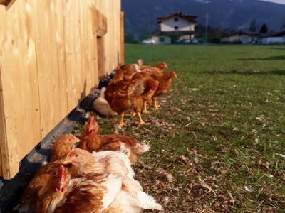 Bild 12 aus  Ferienheim Riedhof