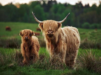 Bild 18 aus  LandSelection Ferien- und Erlebnishof Janssen