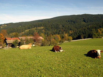 Bild 6 aus  Oberleitenhof