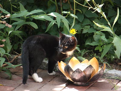 Ich bin neu hier... heiße Fridolin und Du?
