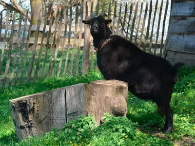 Bild 9 aus  Bengelhof