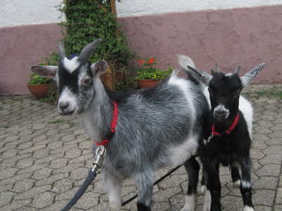 Bild 18 aus  Schmiedshof