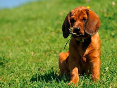 Bild 9 aus  Huberhof