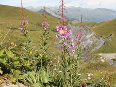 Bild 6 aus  Eselhof Le Certeau