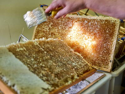 Bild 56 aus  Urlaub am Schoffahanslof im Bayerischen Wald: Natur, Abenteuer & Erholung für die ganze Familie“