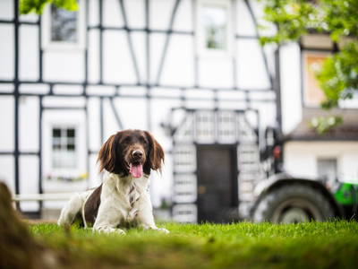 Urlaub mit Hund auf dem Biohof Köhne